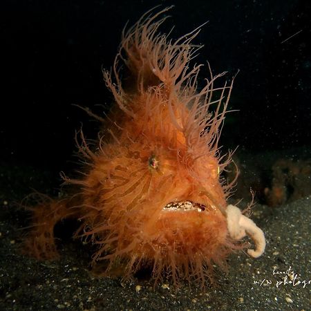 Cocotinos Lembeh A Boutique Dive Lodge Bitung Zewnętrze zdjęcie