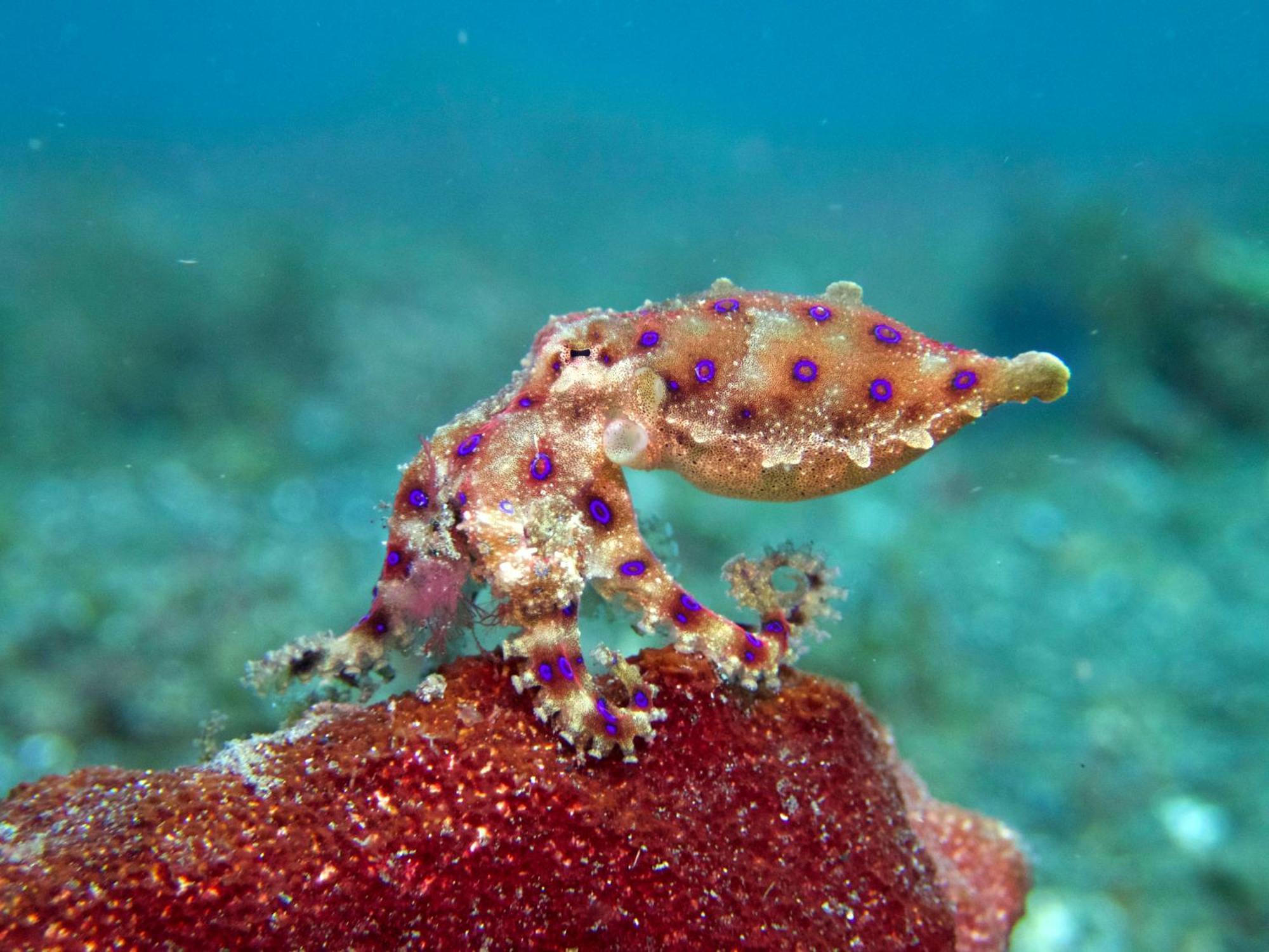 Cocotinos Lembeh A Boutique Dive Lodge Bitung Zewnętrze zdjęcie