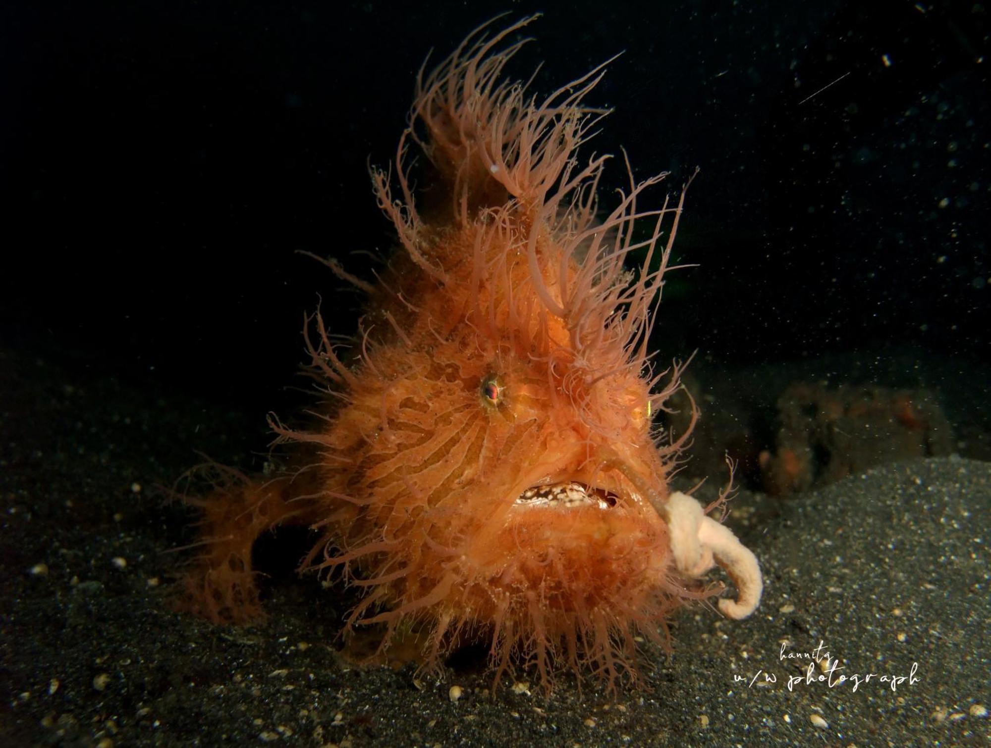Cocotinos Lembeh A Boutique Dive Lodge Bitung Zewnętrze zdjęcie