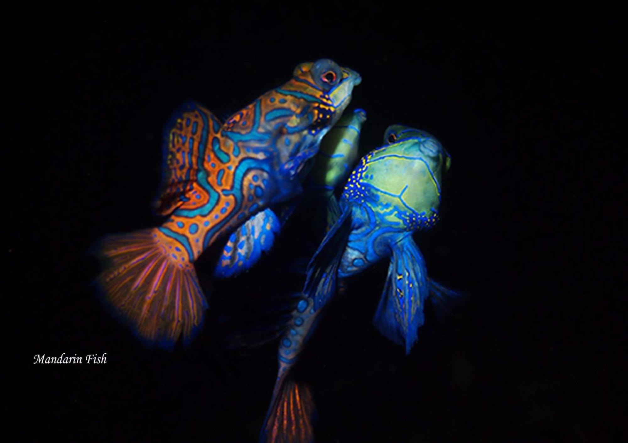Cocotinos Lembeh A Boutique Dive Lodge Bitung Zewnętrze zdjęcie