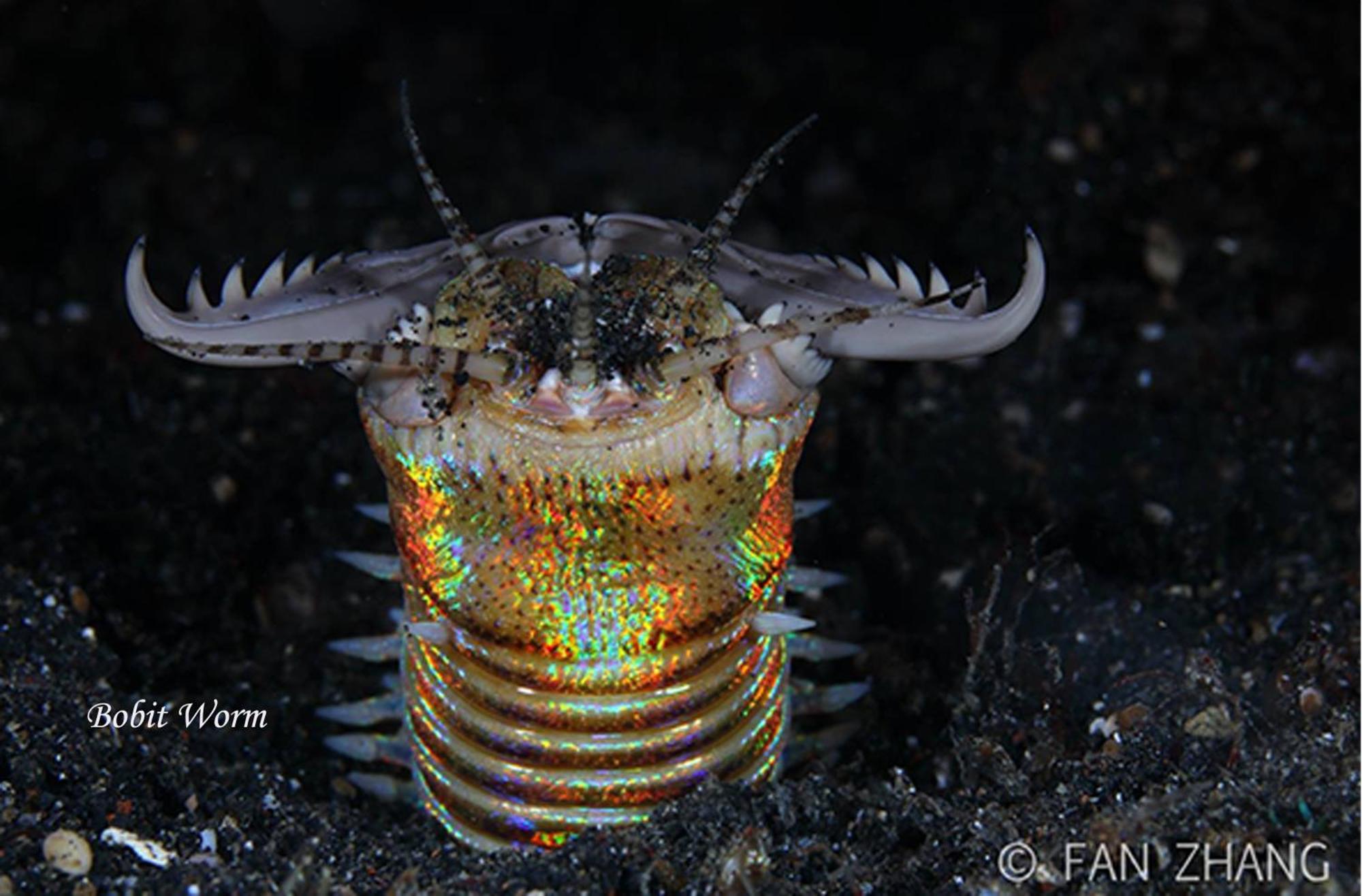 Cocotinos Lembeh A Boutique Dive Lodge Bitung Zewnętrze zdjęcie